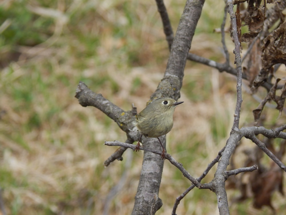 a bird on a branch