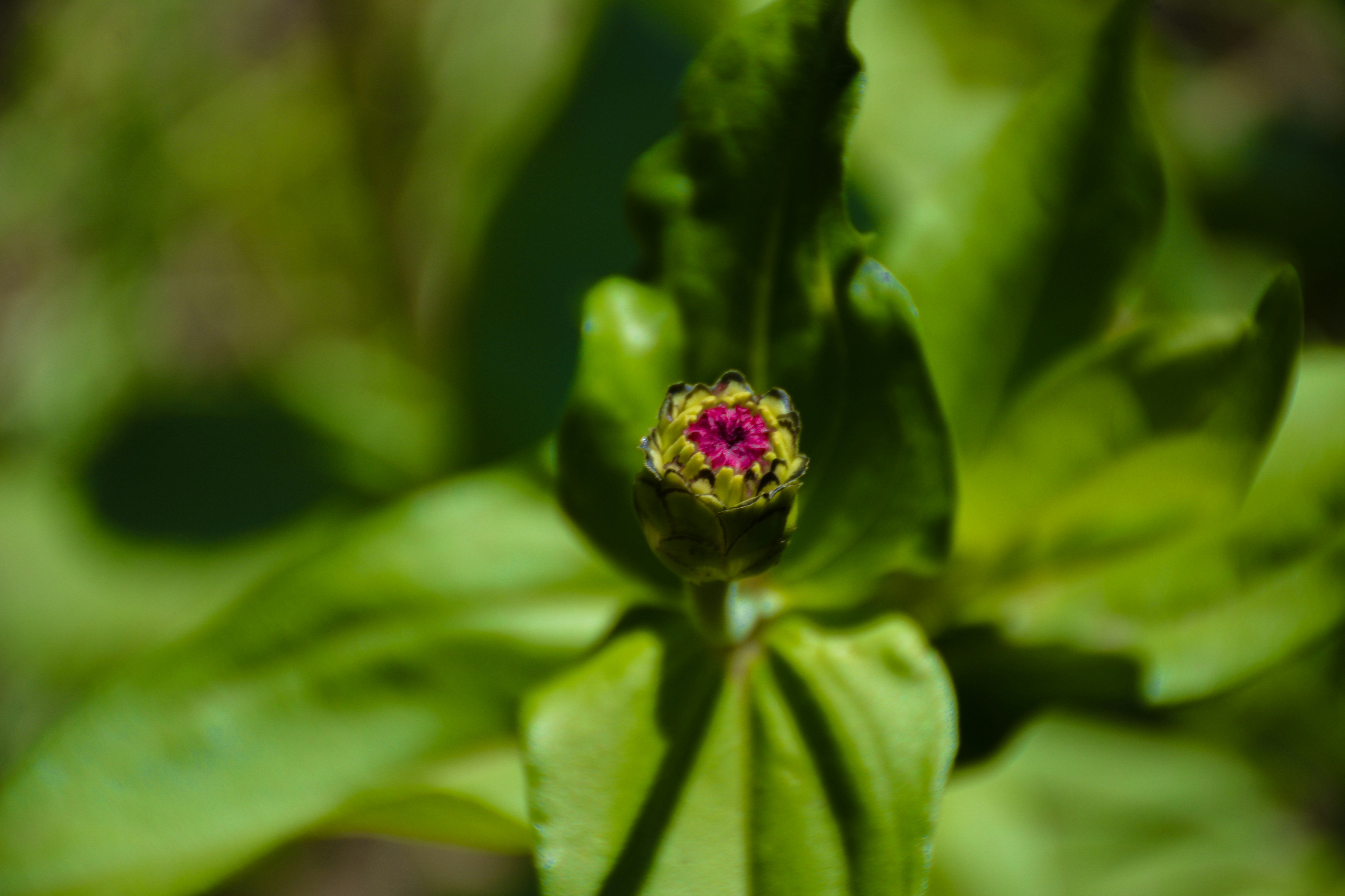 Photo by humanbahluli