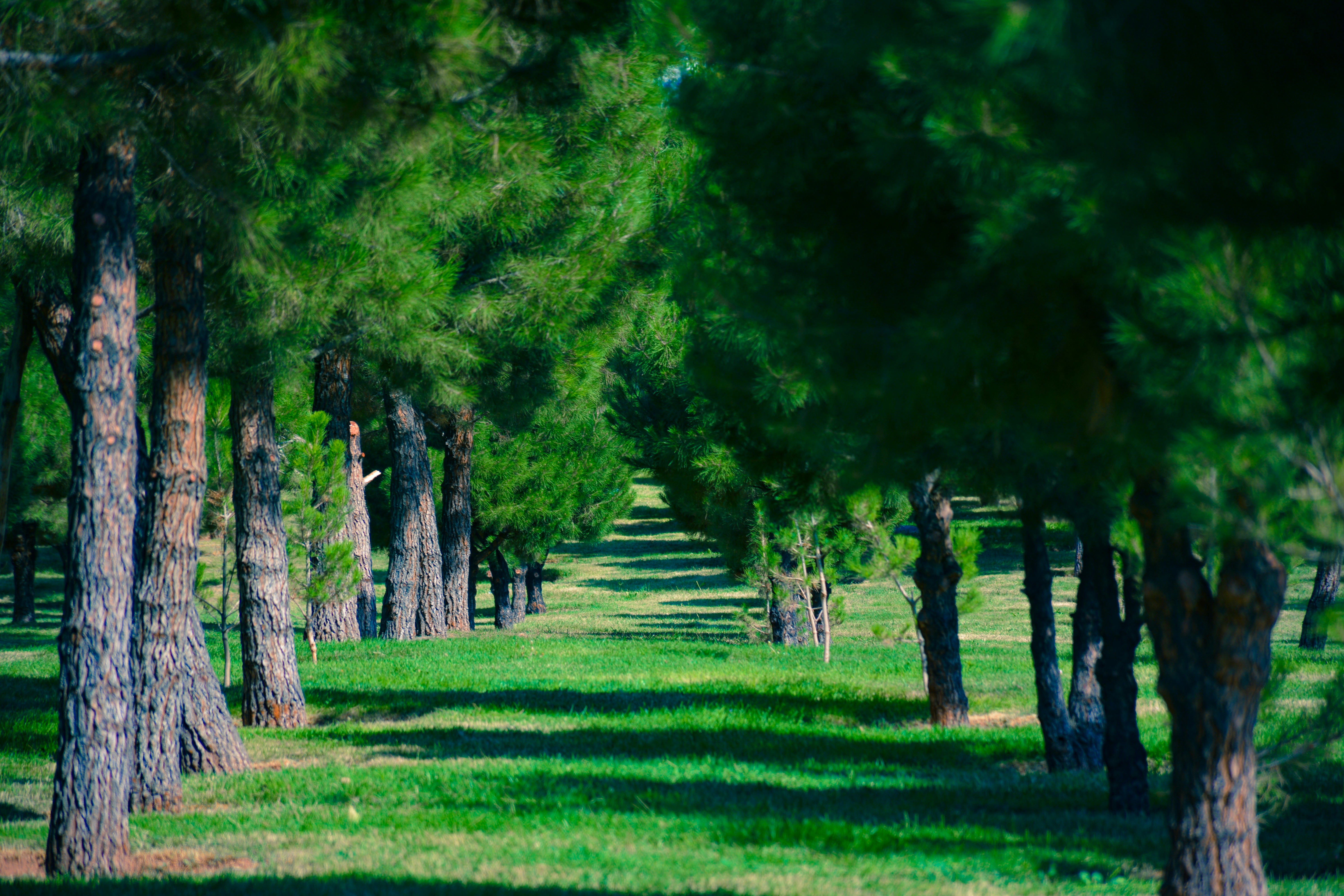 Photo by humanbahluli