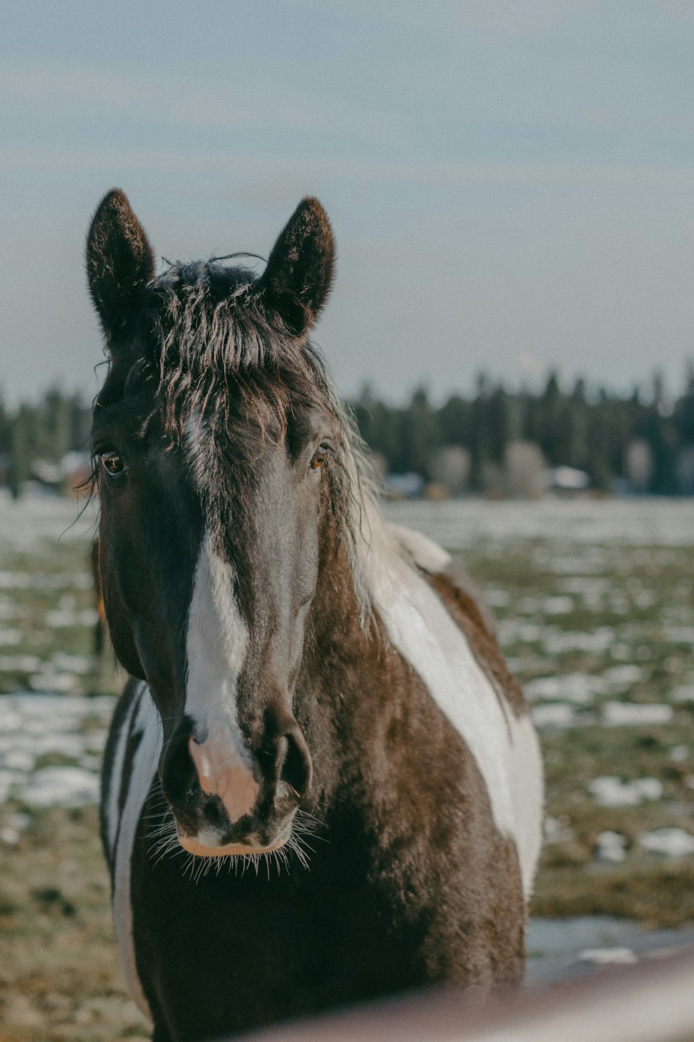 a horse with a white mane