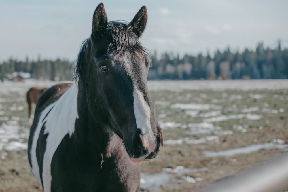 a horse standing in a field