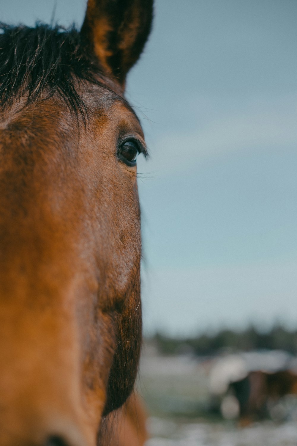 a brown horse with a blue sky