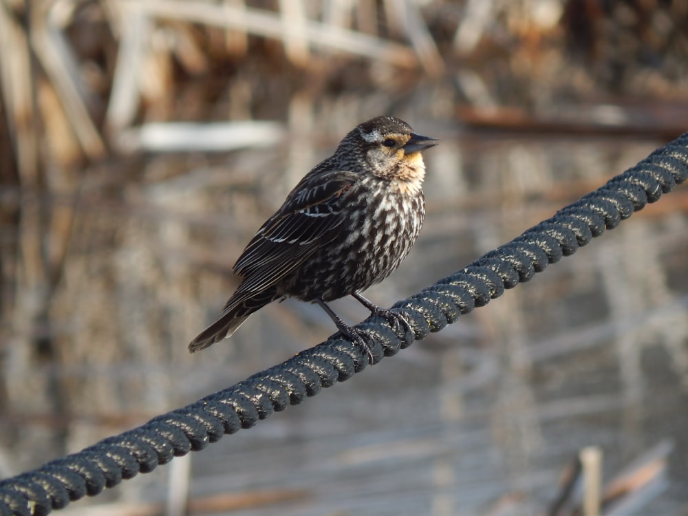 a bird perched on a branch