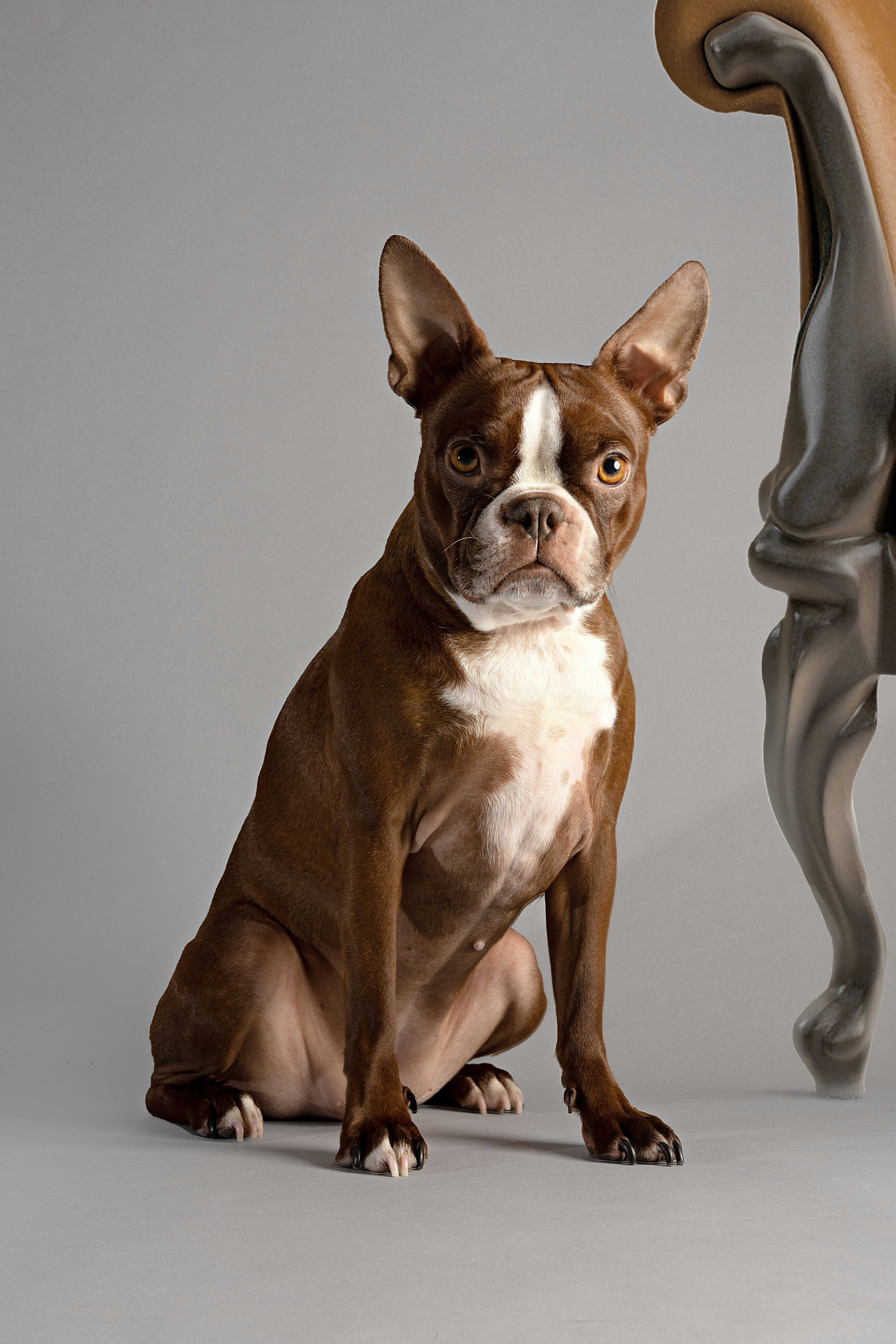 A dog sitting on the floor photo – Free Calgary Image on Unsplash