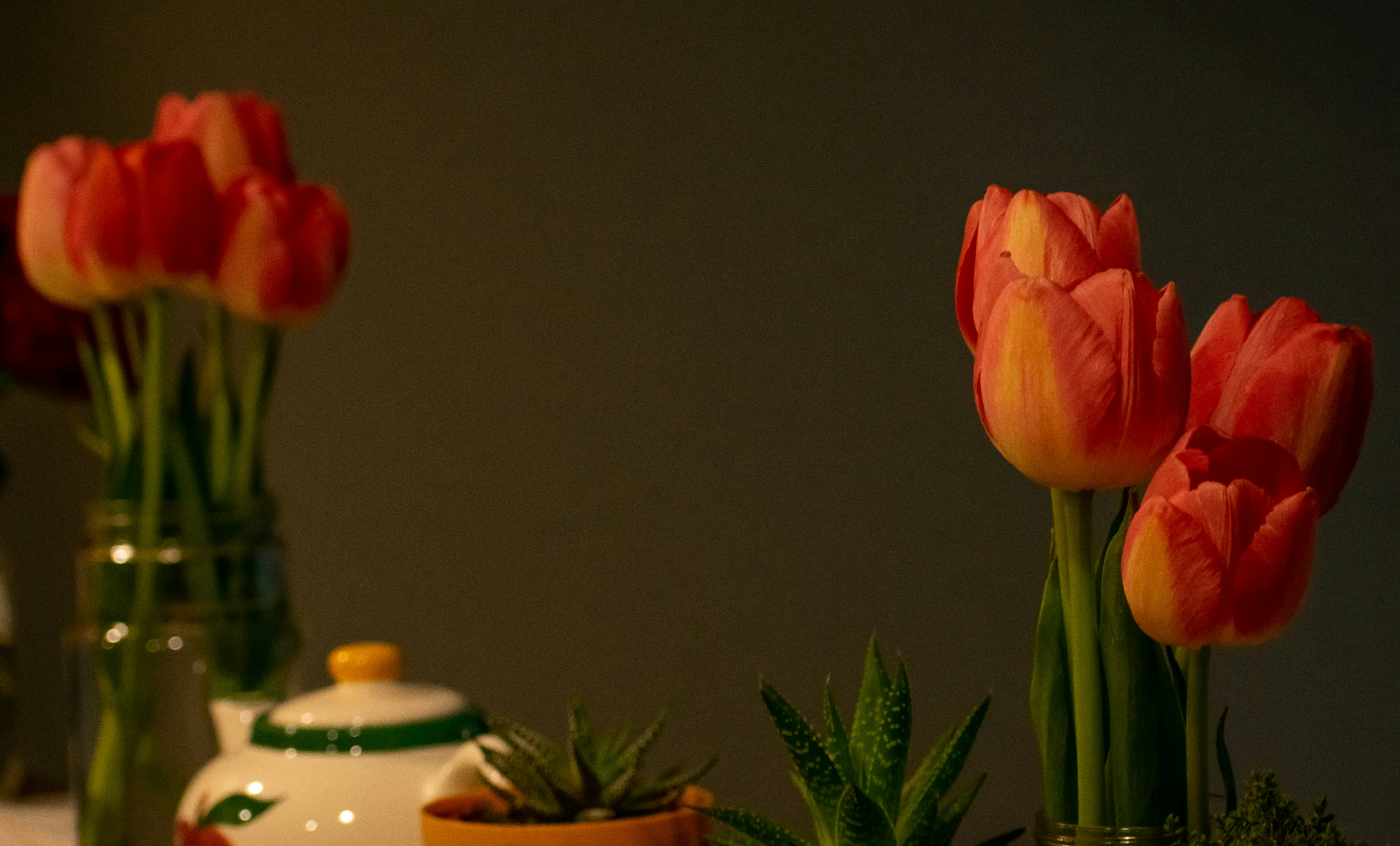 a group of red flowers in a vase