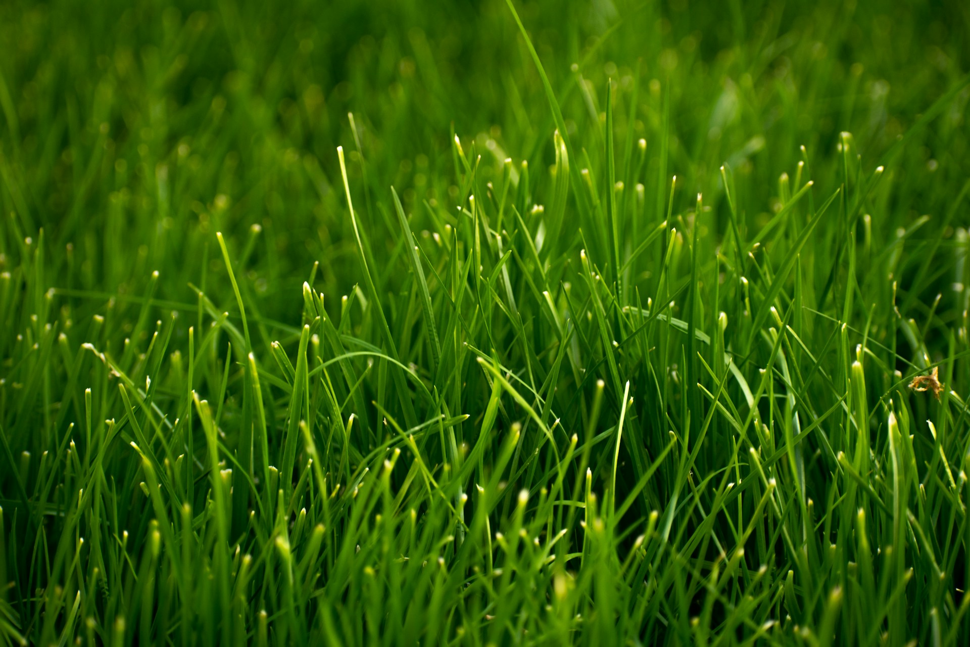a close-up of some grass