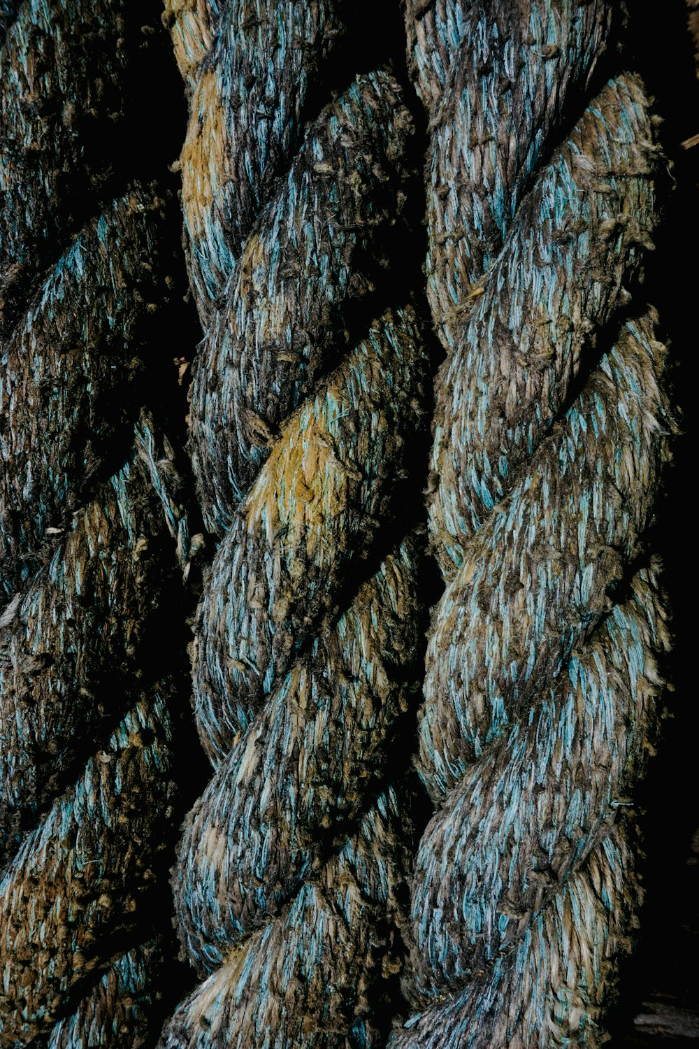 a close-up of a tree