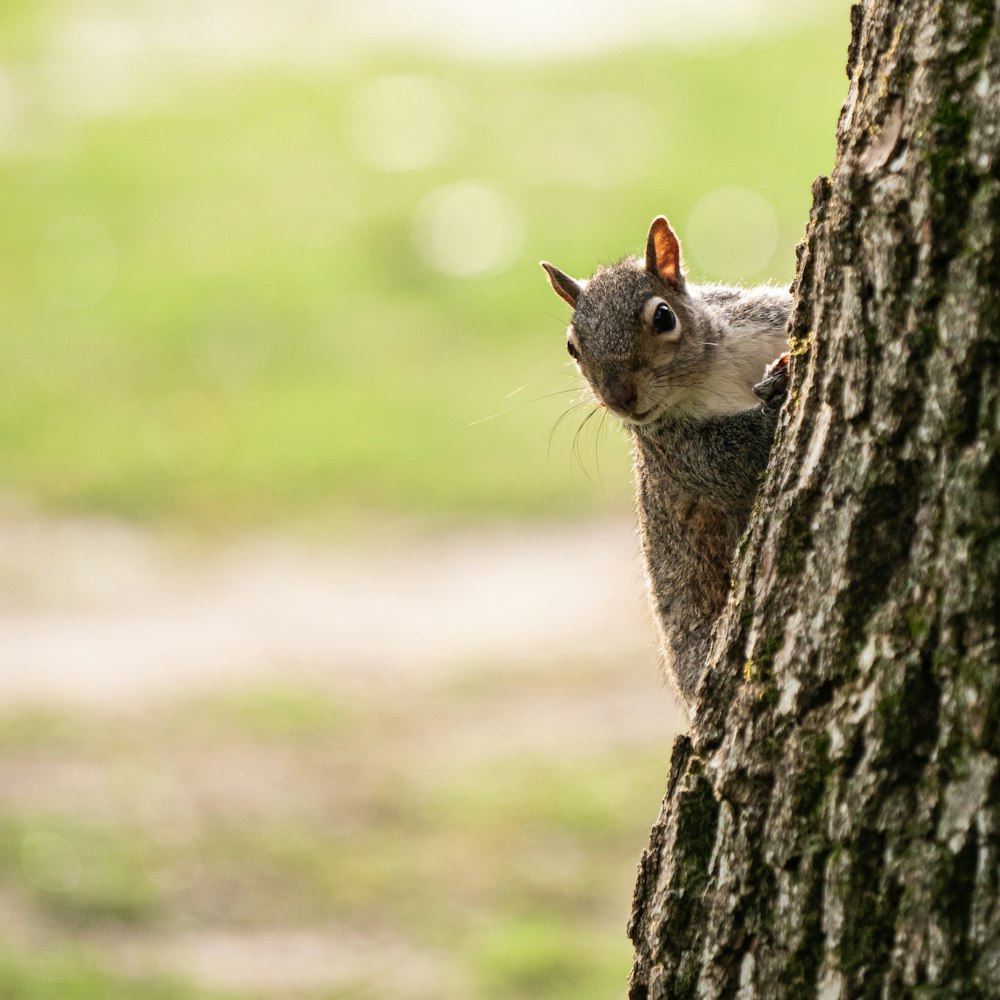 a squirrel on a tree