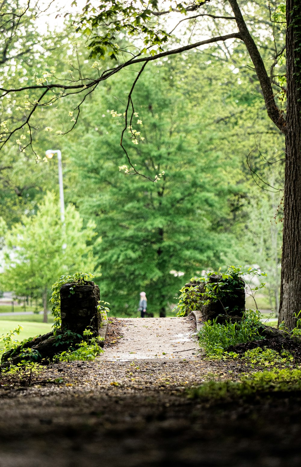 a person walking on a path in a park