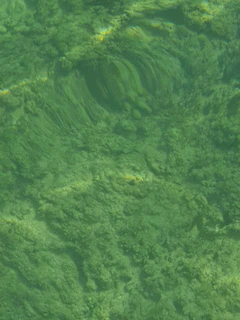 Close-up of green algae and plant life in water, highlighting natural textures.