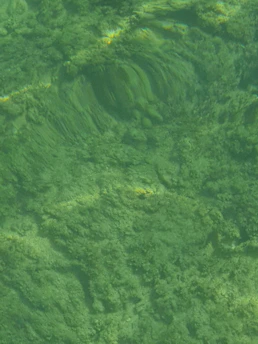 Close-up of green algae and plant life in water, highlighting natural textures.