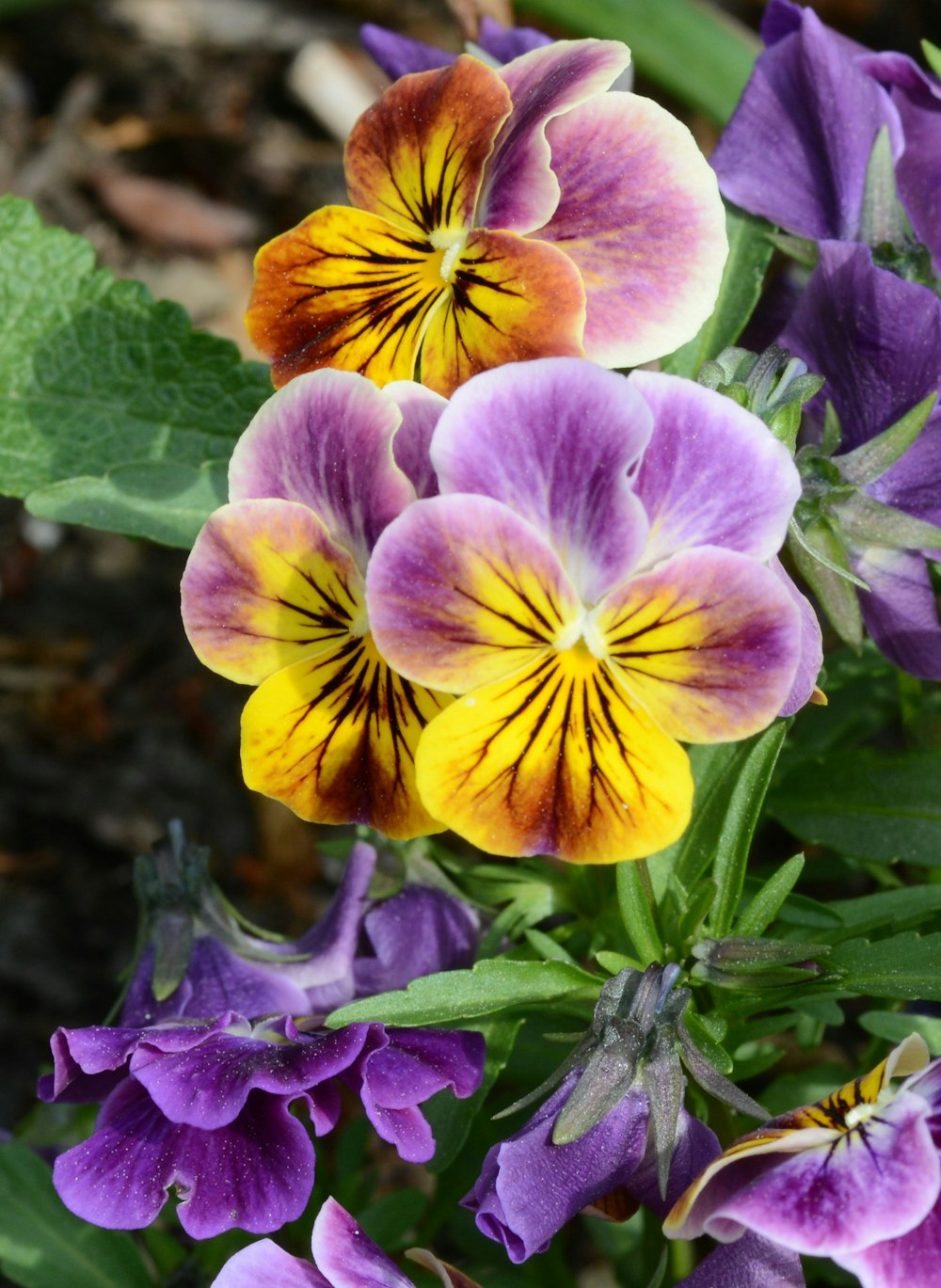 a group of flowers