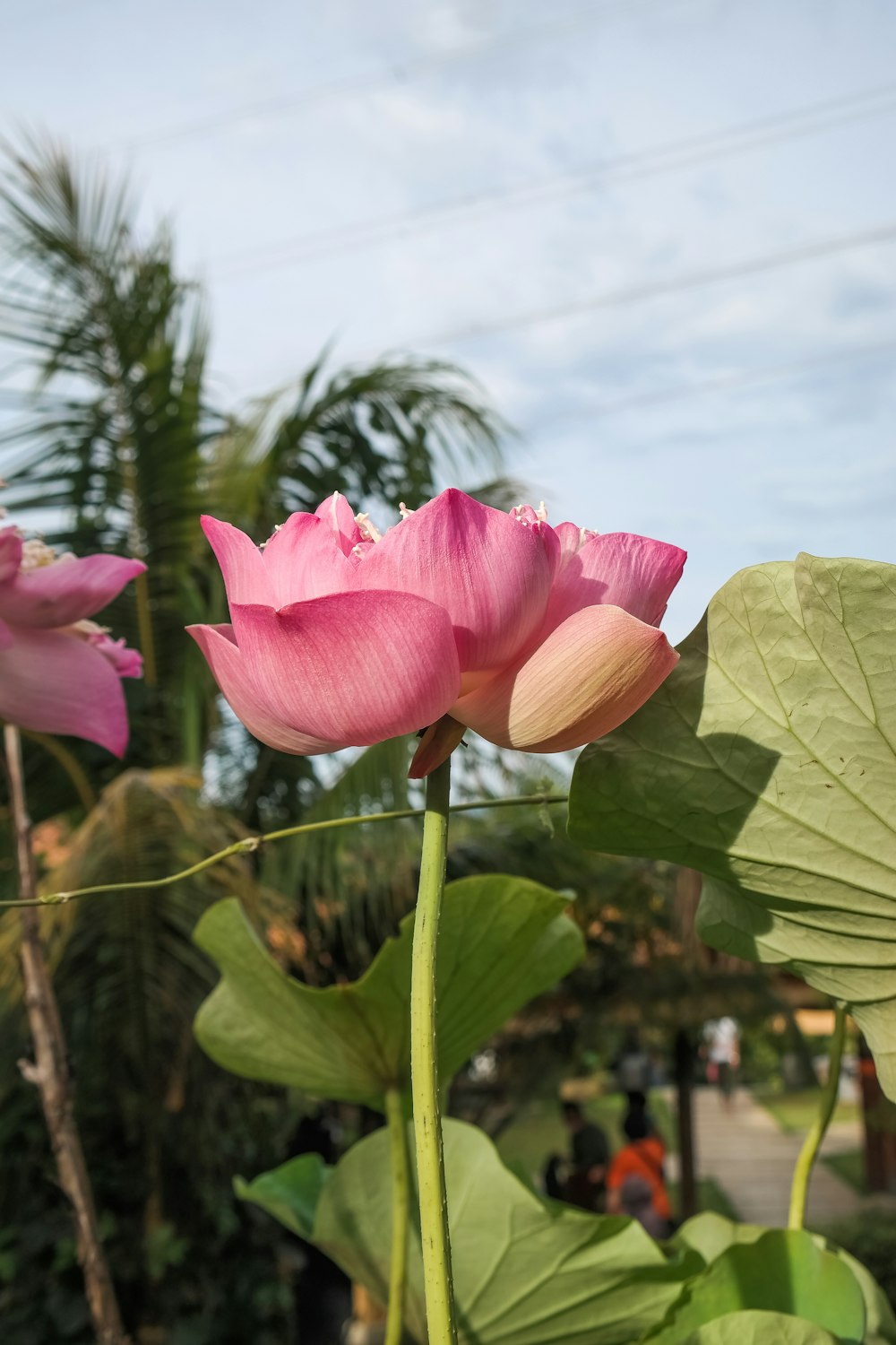 a close-up of some flowers