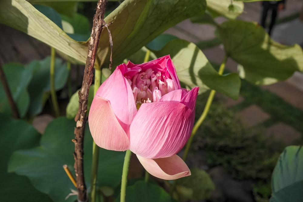 a pink flower on a plant