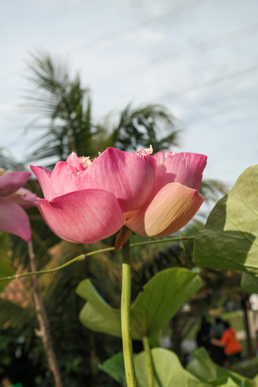 a pink flower with green leaves