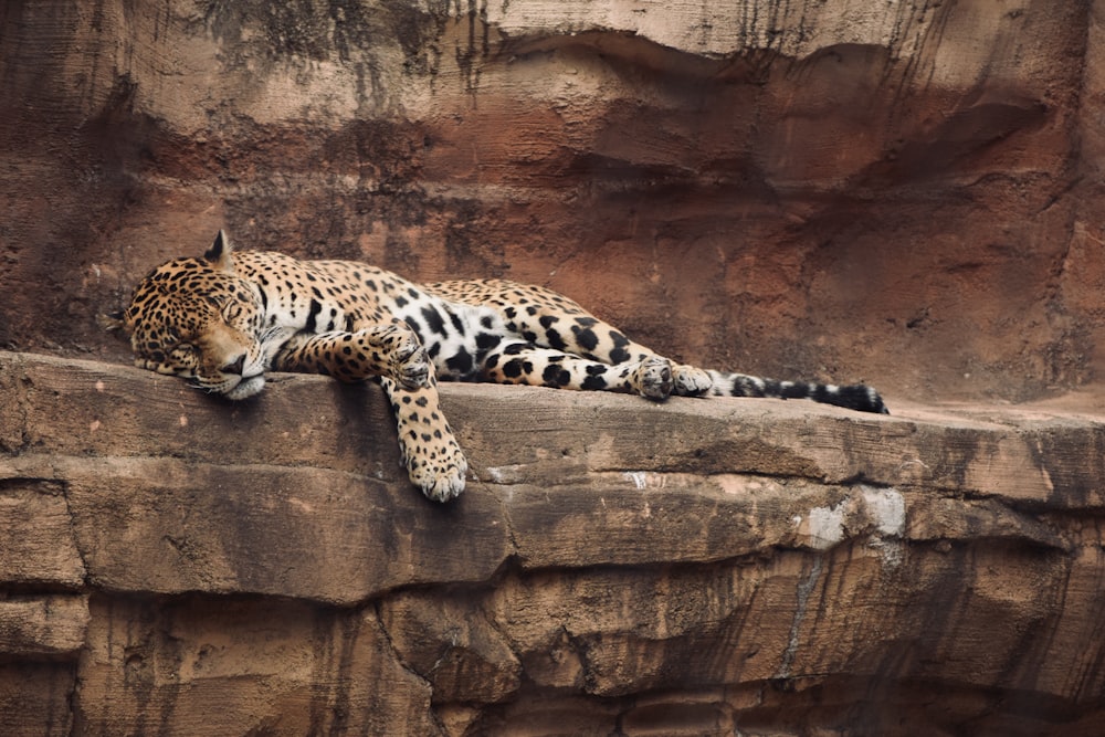 a leopard lying on a rock