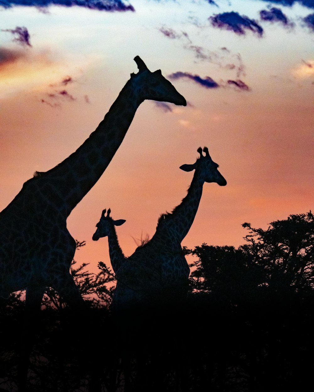 giraffes standing in front of a sunset