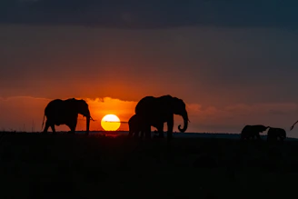 a group of elephants in front of a sunset