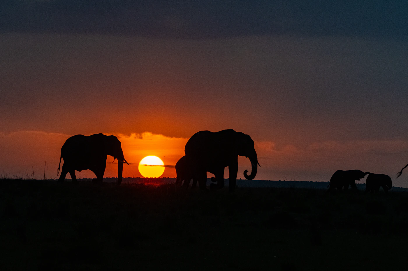 A group of elephants framed against the setting sun