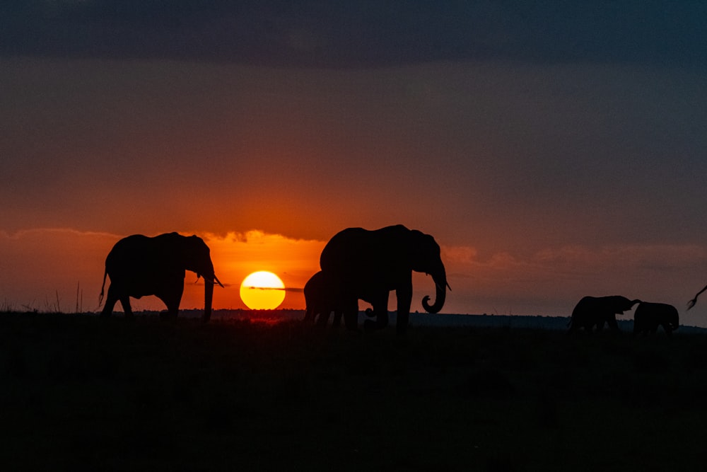 Un groupe d’éléphants devant un coucher de soleil