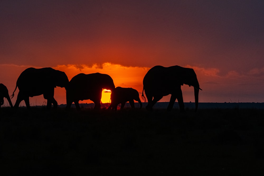 a group of animals in a field