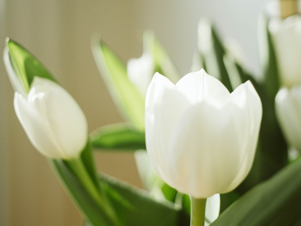 a close up of white flowers