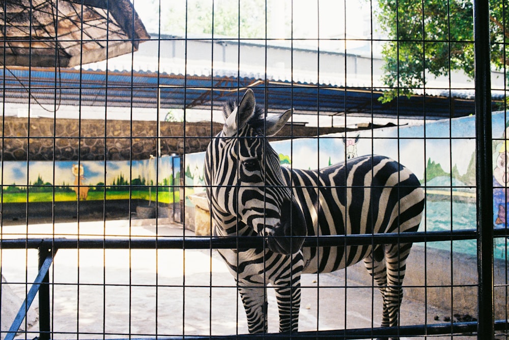 a zebra in a zoo exhibit