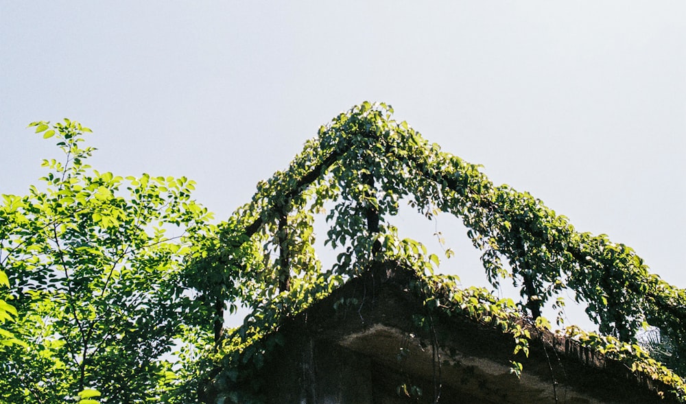 a tree with green leaves