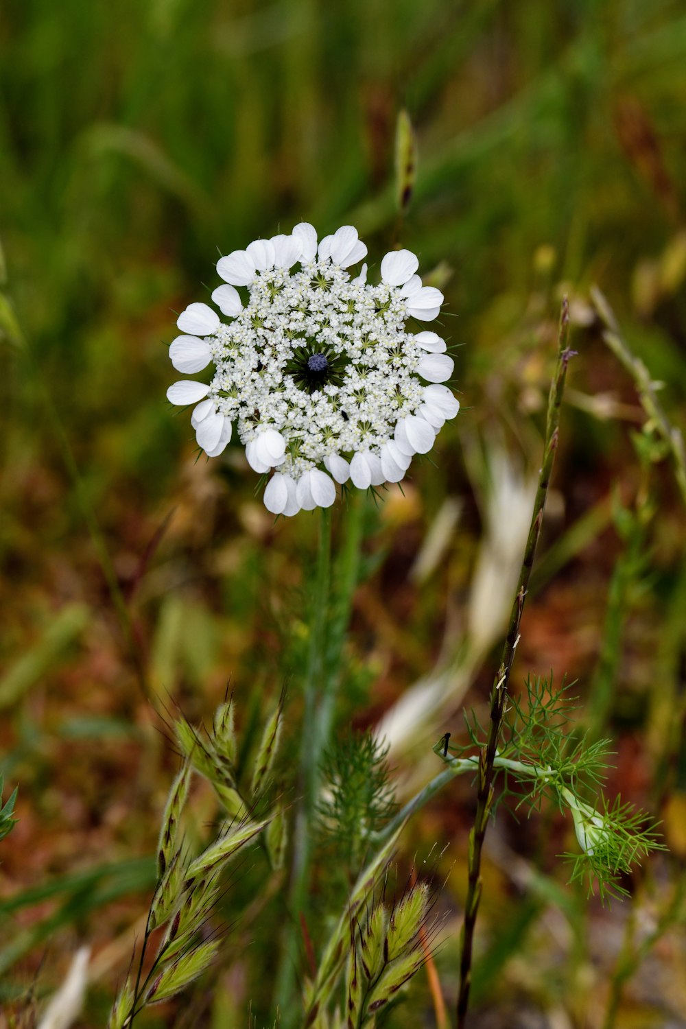 a close up of a flower