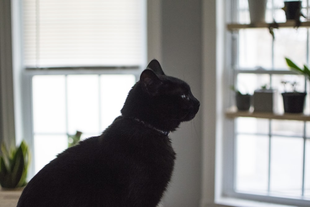 um gato preto sentado em um peitoril da janela