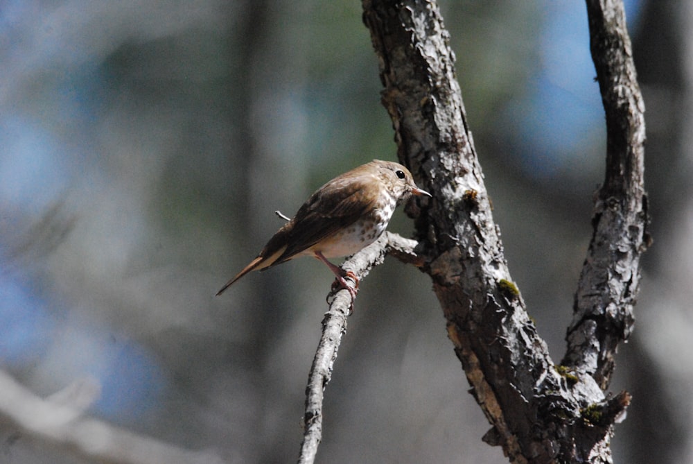 a bird on a tree branch