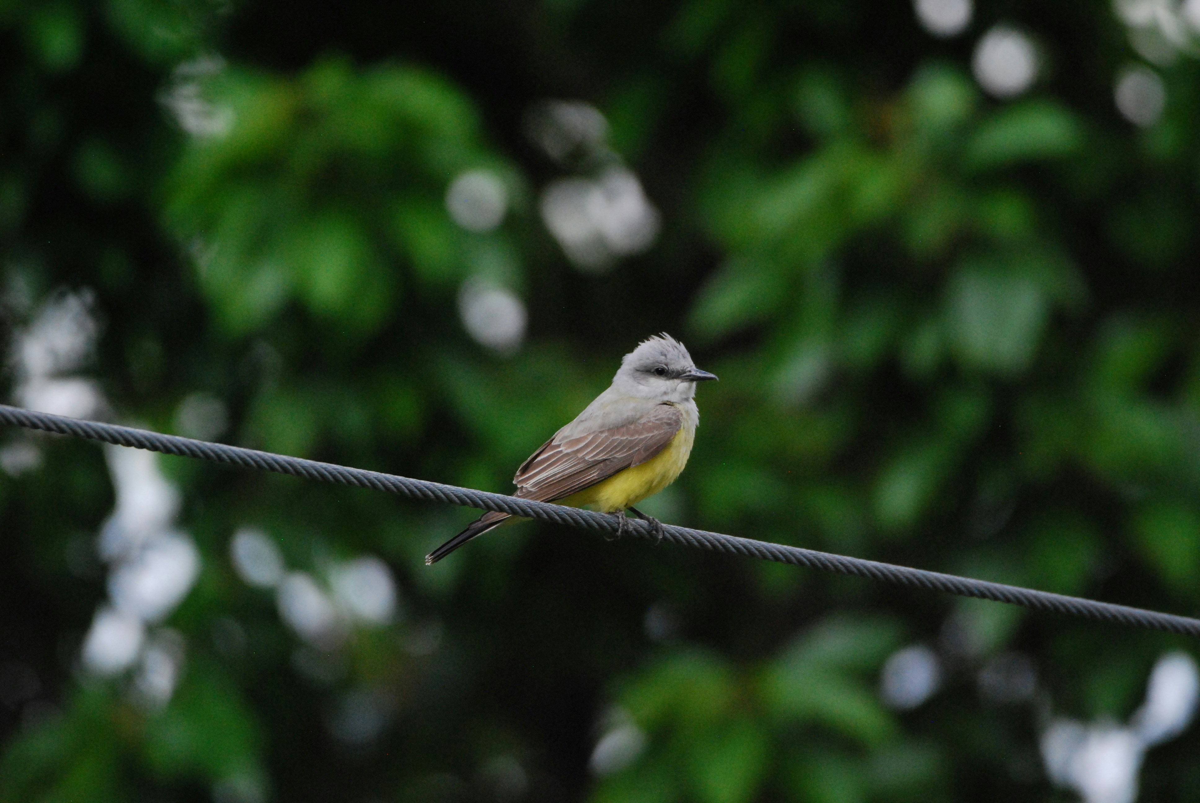 Western Kingbird