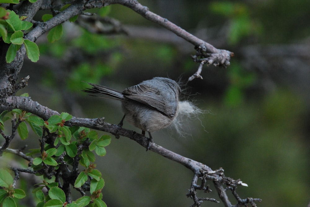 a bird sitting on a branch