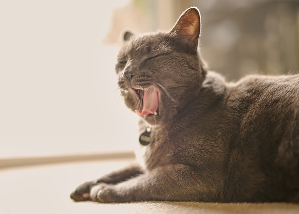 a cat yawning with its mouth open