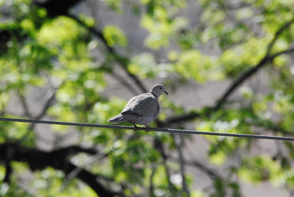 a bird sitting on a wire