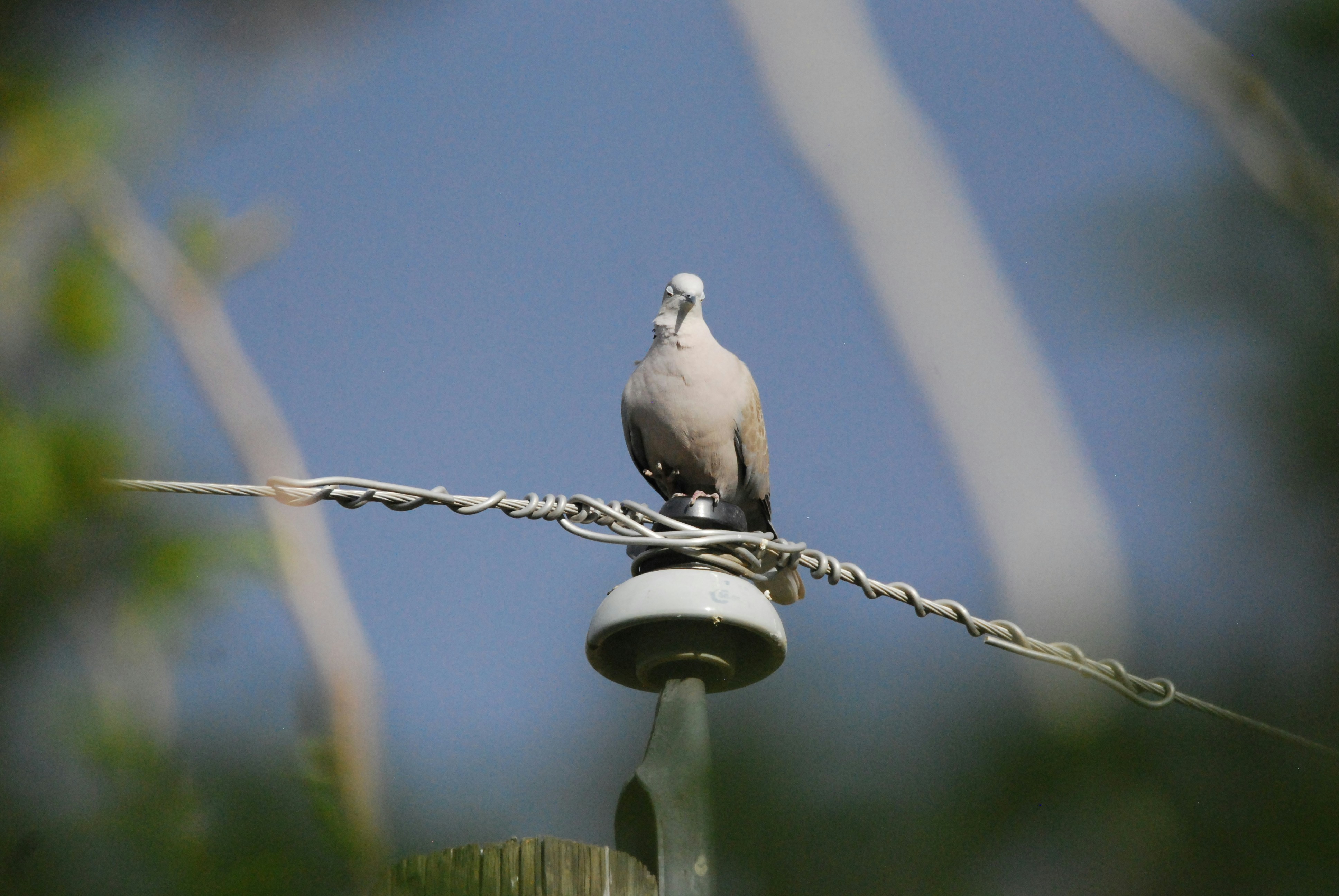 a bird sitting on a bird feeder