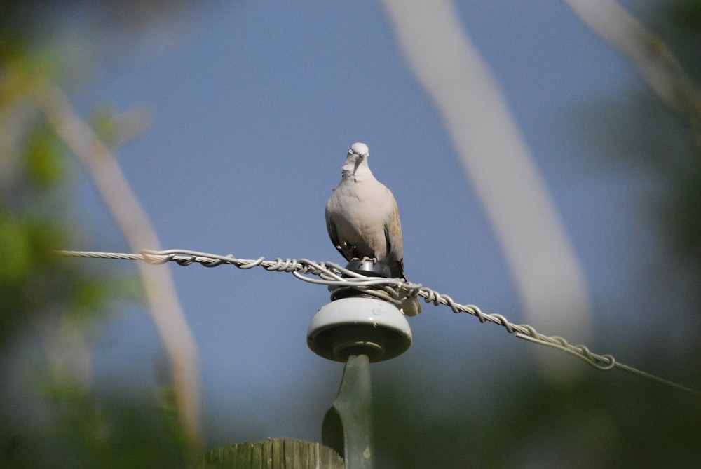 a bird sitting on a bird feeder