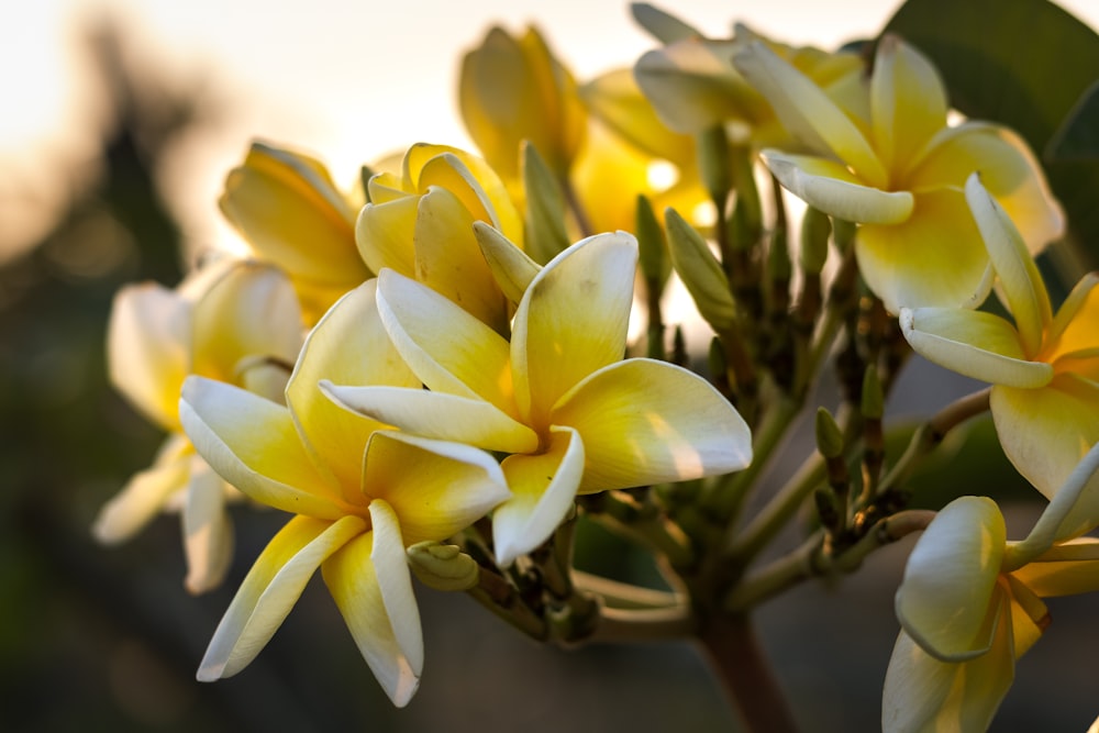 a group of yellow flowers