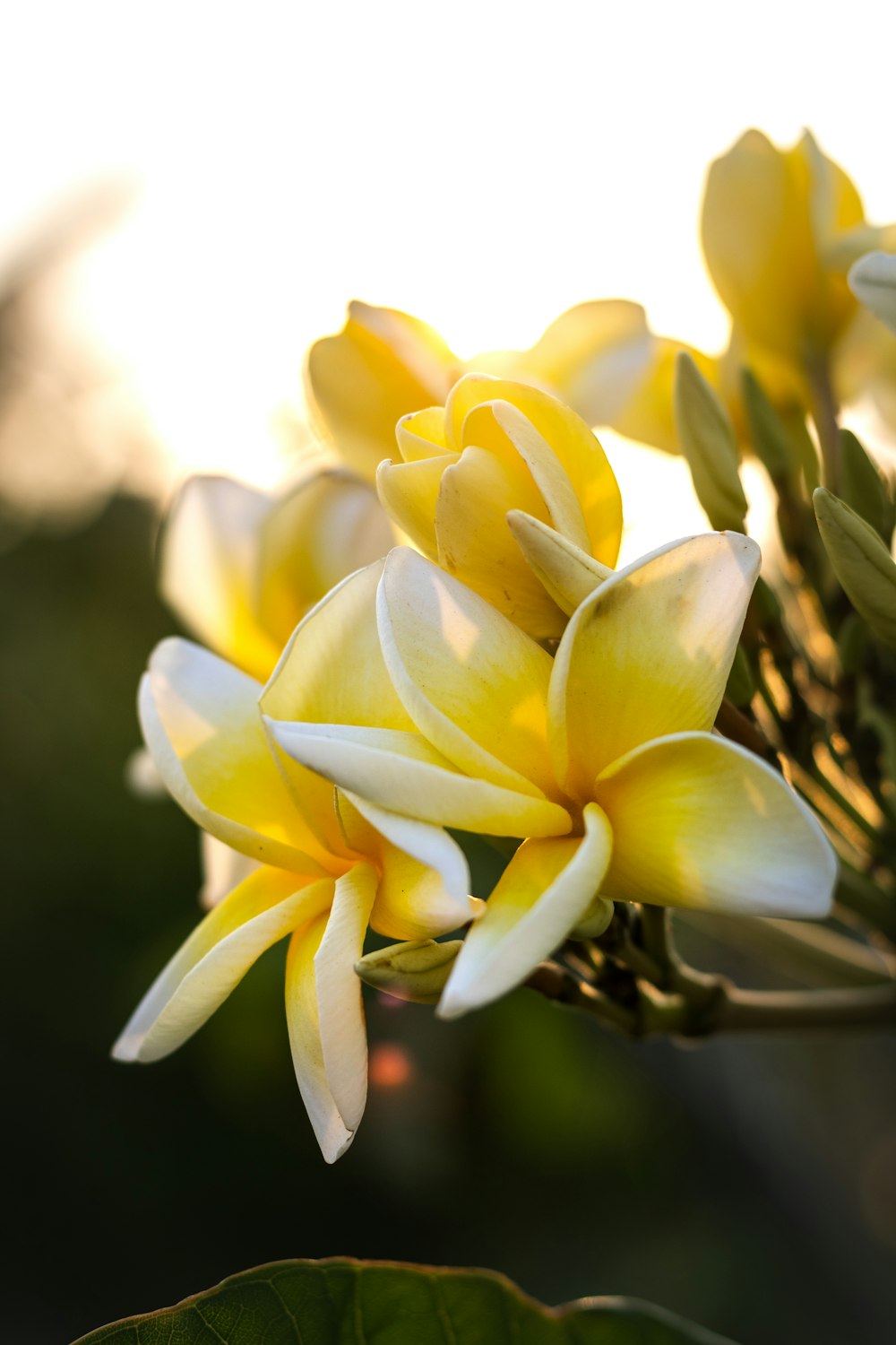 a close up of a yellow flower