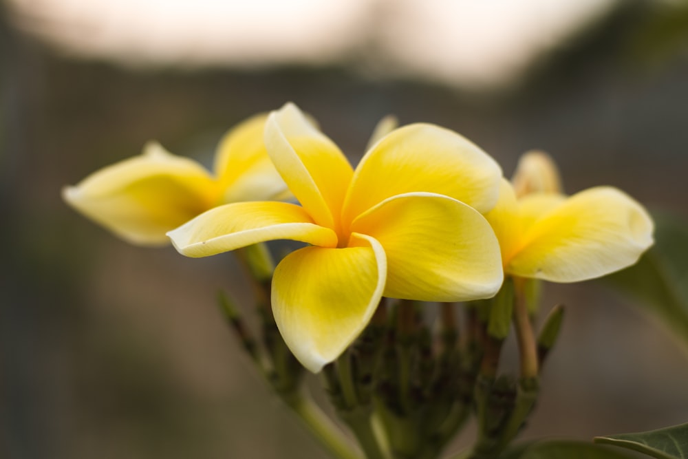 a close up of a yellow flower