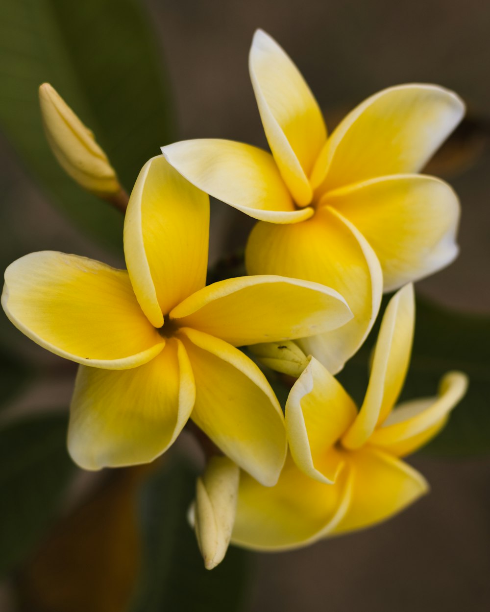 a close up of yellow flowers