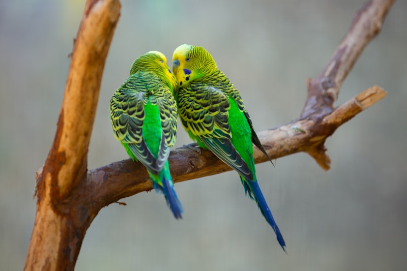 Pareja de aves exóticas