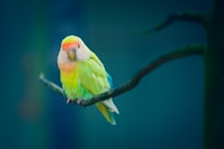 Close-up of a colorful parrot perched calmly, symbolizing safe flea control.