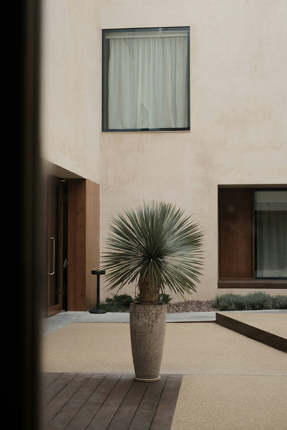 a plant in a pot outside a building