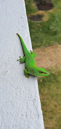 A vibrant green gecko with red spots is perched on a white textured surface. The background is a blurred mix of green and brown, suggesting grass and soil.
