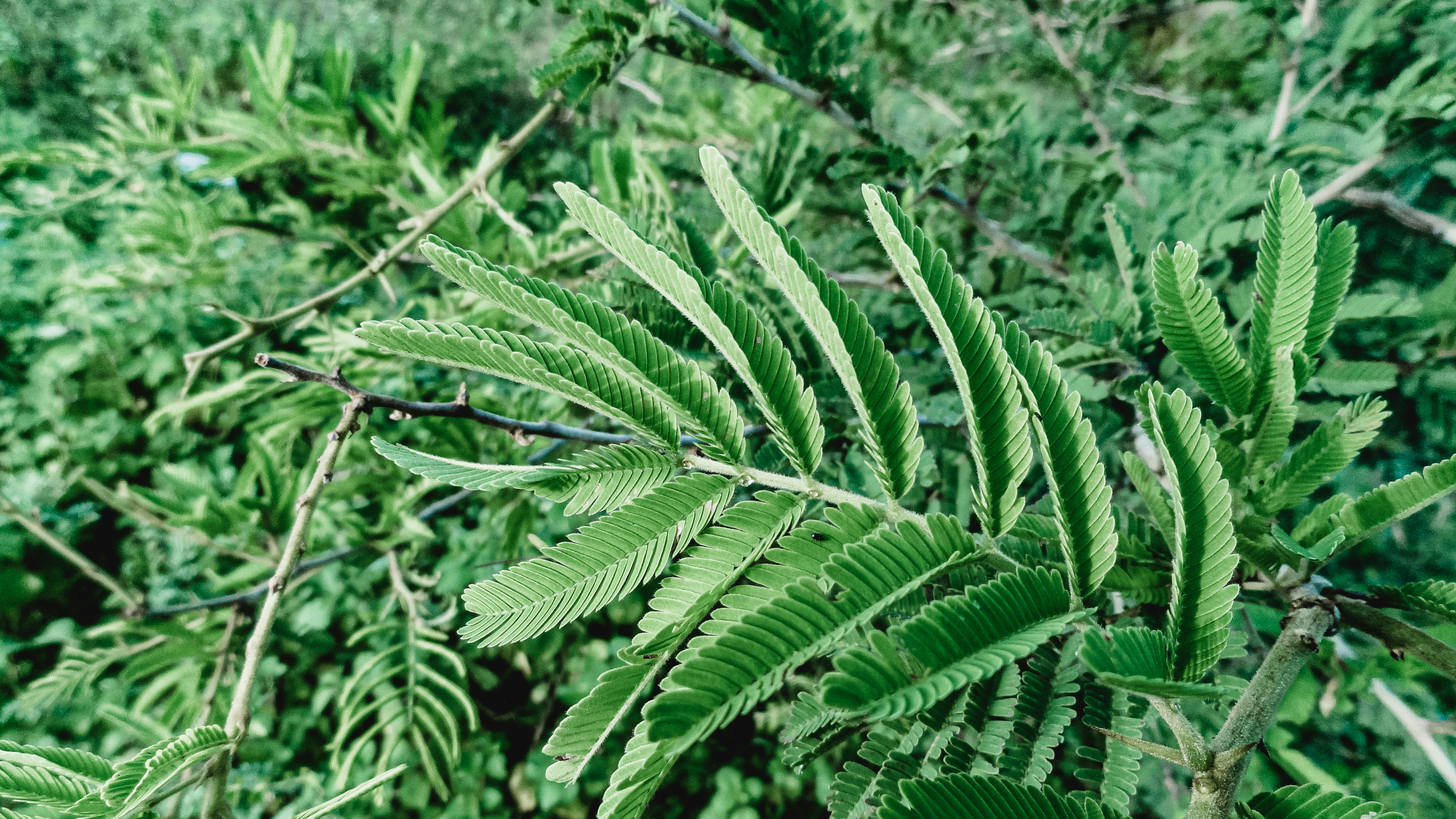 a close-up of some plants