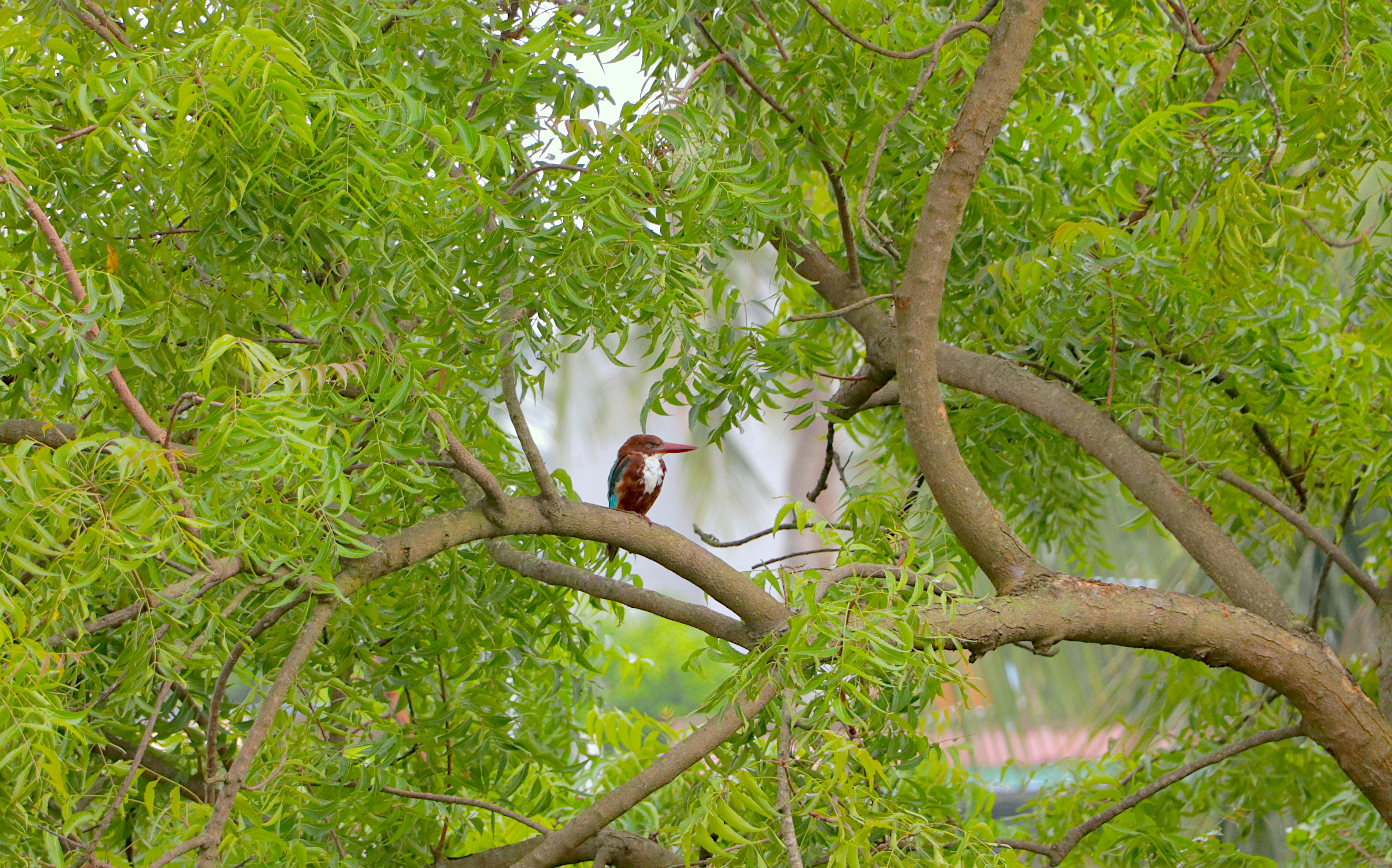 a bird perched on a tree branch