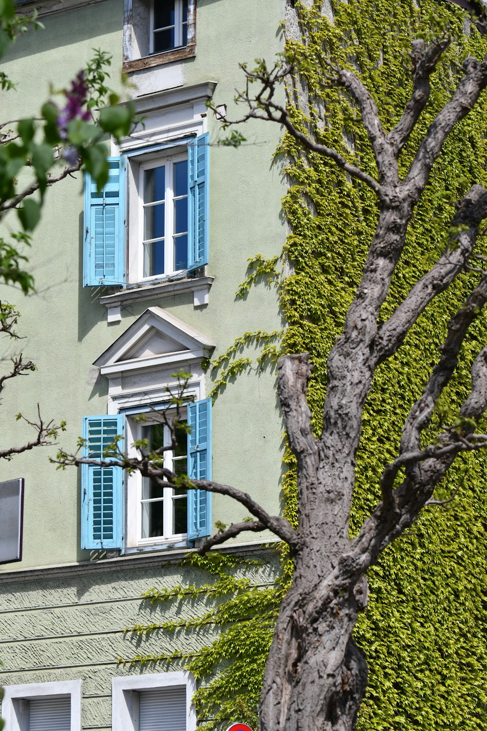 a tree in front of a building