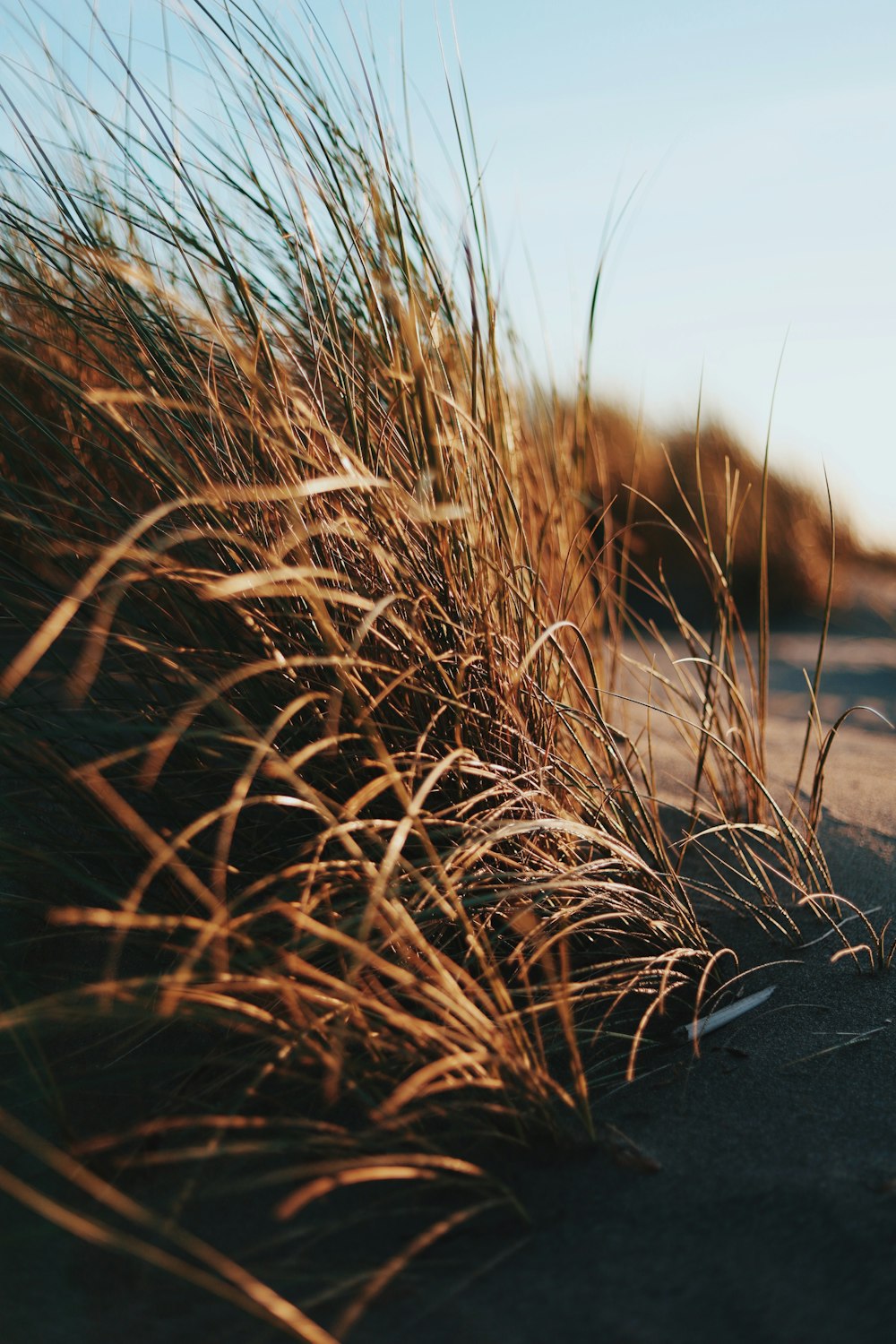 a close up of a plant