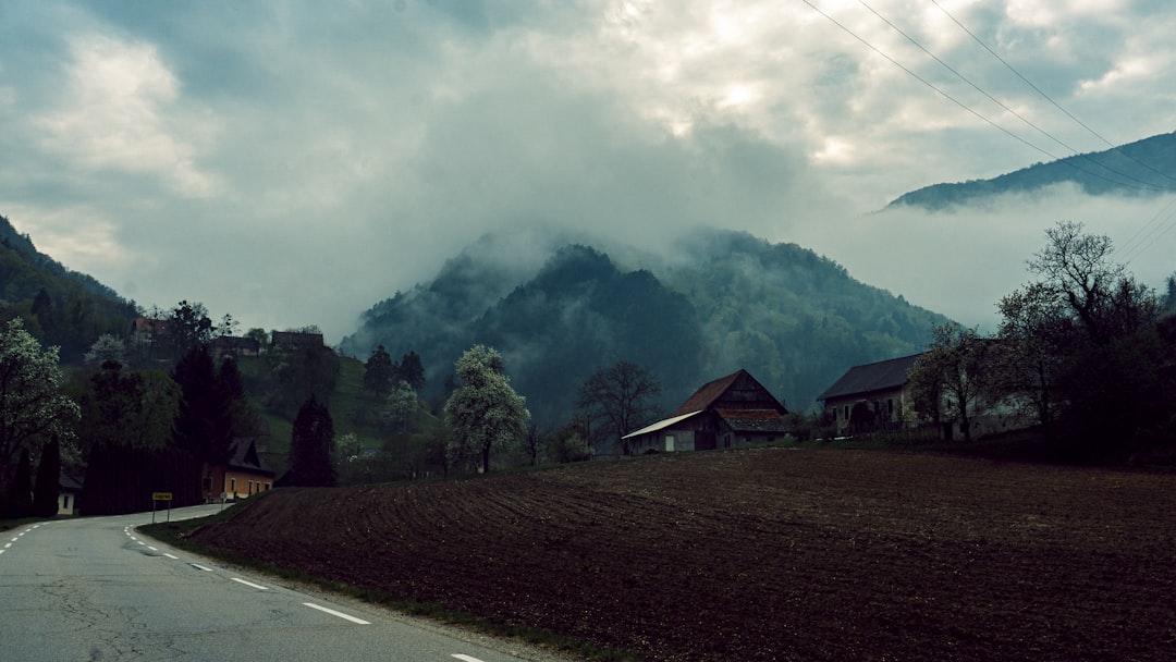 a road with trees and houses on the side,